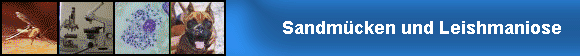 Sandm�cken und Leishmaniose